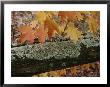 Autumn Leaves And A Lichen-Covered Log by Stephen Sharnoff Limited Edition Print