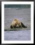 An Alaskan Brown Bear Waits To Catch A Fish On The Banks Of A River by Roy Toft Limited Edition Pricing Art Print