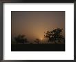 Baobab Trees (Adansonia Digitata) Silhouetted By The African Sunset by Bobby Model Limited Edition Print
