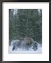 An American Bison Shakes Snow Off Of Its Back by Tom Murphy Limited Edition Print