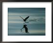 A Shorebird Gently Hops Along The Waters Surface by Bill Curtsinger Limited Edition Print