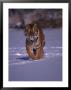 Siberian Tiger Running In The Snow by Lynn M. Stone Limited Edition Print