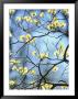 Branches Of Spring Flowering Tree by Steven Emery Limited Edition Print