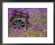 Wooden Cart In Field Of Phlox, Blue Bonnets, And Oak Trees, Near Devine, Texas, Usa by Darrell Gulin Limited Edition Print