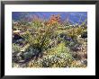 Blooming Ocotillo Cactus And Brittlebush Desert Wildflowers, Anza-Borrego Desert State Park by Christopher Talbot Frank Limited Edition Print