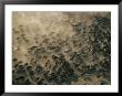 An Aerial View Of A Herd Of Wildebeests by Chris Johns Limited Edition Print