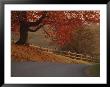A Country Road Turns Downhill, Passing A Wooden Fence And A Tree by Kenneth Garrett Limited Edition Print