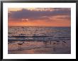 White Ibis, Captiva Island, Fl by Roger Leo Limited Edition Print