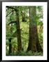 Trees In Forest Mt. Field National Park, Tasmania, Australia by Rob Blakers Limited Edition Print