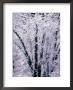 Trees Covered In Snow, Yosemite National Park, Usa by Lee Foster Limited Edition Print