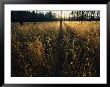 View Of An Open Meadow Which Was Created By Periodic Fires Which Occasionally Sweep This Area by Raymond Gehman Limited Edition Print