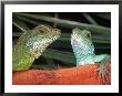 Water Dragons (Physignathus Cocincinus) by Marian Bacon Limited Edition Print