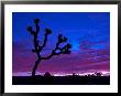 Joshua Tree At Sunset, Jumbo Rocks Area, Joshua Tree National Park, California, Usa by Richard Cummins Limited Edition Print