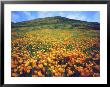 California Poppies, Lake Elsinore, California, Usa by Christopher Talbot Frank Limited Edition Print