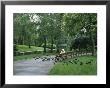 A Woman Feeds Pigeons In The City Park In Vienna by Taylor S. Kennedy Limited Edition Print