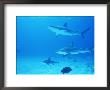 Reef Sharks, Walker's Cay, Bahamas by Shirley Vanderbilt Limited Edition Pricing Art Print