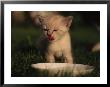 Himalayan Tabby Kitten Enjoying Bowl Of Milk by Frank Siteman Limited Edition Pricing Art Print