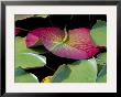 Lily Pads, Washington, Usa by Terry Eggers Limited Edition Print