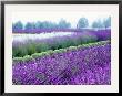 Lavender Field, Sequim, Washington, Usa by Janell Davidson Limited Edition Print