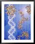 Dna Helix, Proteins, With Genetic Code In Background by Jacob Halaska Limited Edition Print