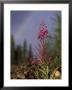 Fireweed Under Rainbow, Talkeetna, Alaska, Usa by Paul Souders Limited Edition Print