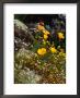 Yellow California Poppy In The North Coast Range Of California, California, Usa by Wes Walker Limited Edition Print