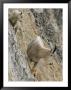 Rocky Mountain Goats On A Steep Hillside by W. E. Garrett Limited Edition Print