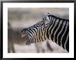 Burchell's Zebra Yawning, Etosha National Park, Etosha National Park,Kunene, Namibia by Carol Polich Limited Edition Print