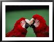 Green-Winged Macaws (Ara Chloroptera) At Jurong Bird Park, Singapore by Manfred Gottschalk Limited Edition Print