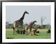 A Group Of Giraffes Resting In Chobe National Park by Beverly Joubert Limited Edition Print