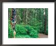 Totem In Sitka Totem Park, Alaska, Usa by Hugh Rose Limited Edition Print