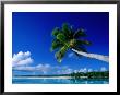 Palm Tree Over Aitutaki Beach And Lagoon, Aitutaki, Southern Group, Cook Islands by John Banagan Limited Edition Print