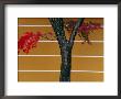 Bright Red Maple Leaves Against A Yellow Temple Wall, Kyoto, Kinki, Japan, by Frank Carter Limited Edition Print
