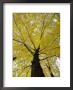 Tree With Autumn Leaves by Dennis Macdonald Limited Edition Print