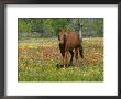 Quarter Horse In Wildflower Field Near Cuero, Texas, Usa by Darrell Gulin Limited Edition Print