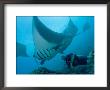 Manta Rays With Diver, Yap Island, Caroline Islands, Micronesia by Amos Nachoum Limited Edition Pricing Art Print