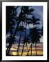Palm Trees Silhouetted At Sunset, Fiji by Richard I'anson Limited Edition Print
