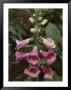 Foxglove, Which Yields Digitalis, Is Vital In The Treatment Of Heart Disease by Sam Abell Limited Edition Print