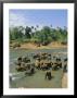 Elephants In The River, Pinnewala, Sri Lanka by G Richardson Limited Edition Print