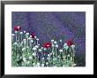Lavender Field And Poppies, Sequim, Olympic National Park, Washington, Usa by Charles Sleicher Limited Edition Print