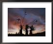 Spanish Bayonet Yucca Plants Silhouetted Against The Evening Sky by Annie Griffiths Belt Limited Edition Pricing Art Print
