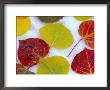 Colorful Aspen Leaves On Snow, Colorado, Usa by Julie Eggers Limited Edition Print
