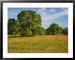 Paint Brush In Fields Near Gay Hill, Texas, Usa by Darrell Gulin Limited Edition Pricing Art Print