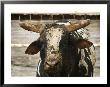 Championship Bulls At The Mequite Rodeo Ranch by Tim Sharp Limited Edition Pricing Art Print