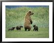 An Alaskan Brown Bear Stands Up To Look Out For Any Danger To Her Three Cubs by Roy Toft Limited Edition Print
