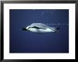 An Emperor Penguin Swims Underwater by Bill Curtsinger Limited Edition Pricing Art Print