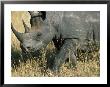 Blank Rhino (Diceros Bicornis) Mara, Kenya by Ralph Reinhold Limited Edition Print
