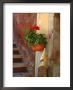 Private Staircase With Flowerpot, Malcesine, Italy by Lisa S. Engelbrecht Limited Edition Print