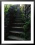 Stone Stairs Lead To The Top Of Morgans Steep In Sewanee by Stephen Alvarez Limited Edition Print