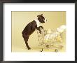 Boston Terrier Puppy Shopping For Bone by Fogstock Llc Limited Edition Print